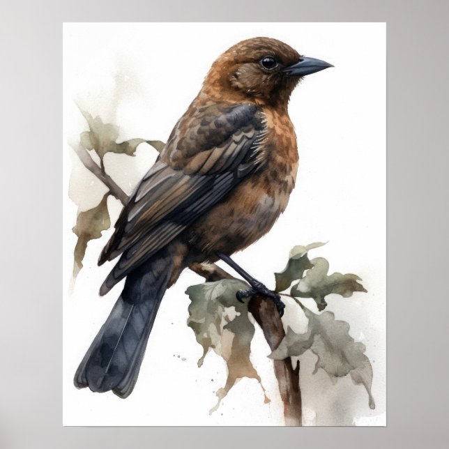 Brown Headed Cowbird Bird Art Print Poster (Vorne)