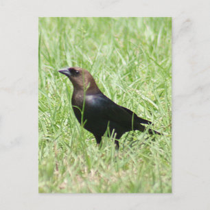 Brown Headed Cowbird Foto Postkarte