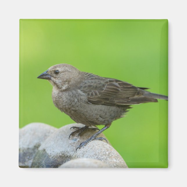 Brown Headed Cowbird Magnet (Vorne)