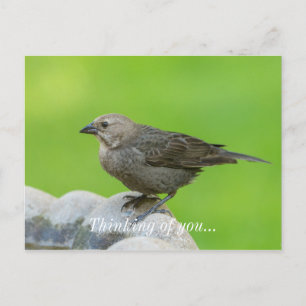 Brown Headed Cowbird Postkarte