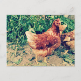 Brown Hen Postkarte