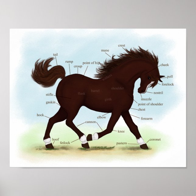 Brown Horse Blaze & Socks Equine Anatomie Poster (Vorne)