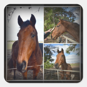 Brown Horse Foto Collage, Square Sticker
