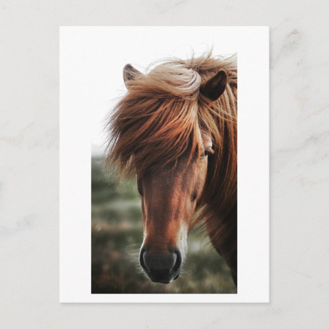 Brown Horse Nah-up-Foto Postkarte (Vorderseite)
