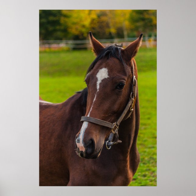 Brown Horse Portrait Poster (Vorne)
