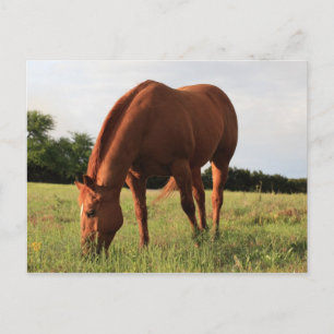 Brown Horse Postcard Postkarte