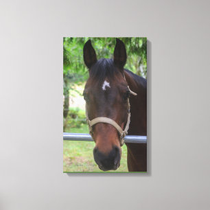 Brown Horse Wrapped Canvas Leinwanddruck