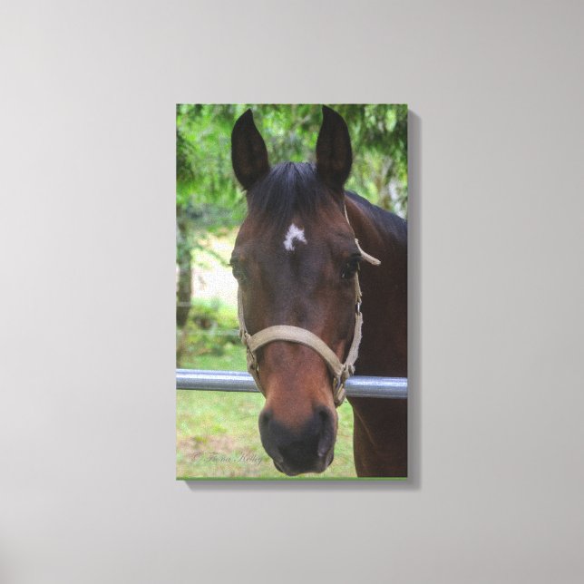 Brown Horse Wrapped Canvas Leinwanddruck (Vorderseite)