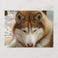 Brown Husky Postcard