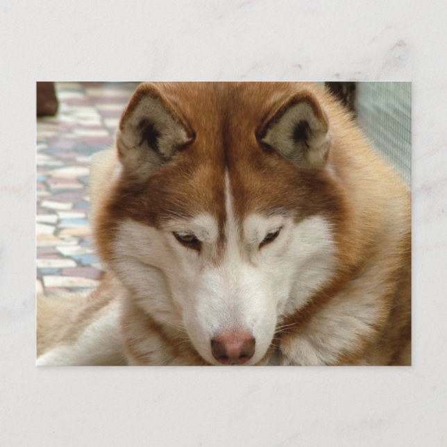 Brown Husky Postcard Postkarte (Vorderseite)