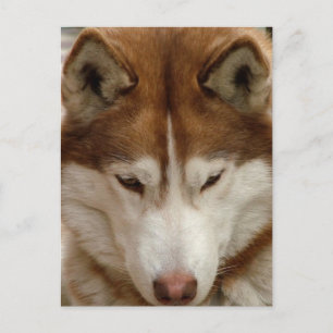 Brown Husky Postcard Postkarte