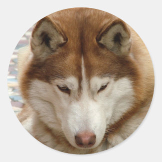 Brown Husky Stickers
