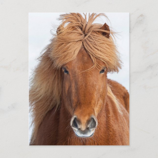 Brown Icelandic Horse Portrait Postkarte (Vorderseite)
