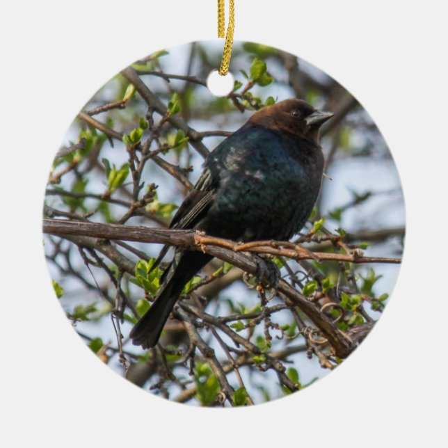 Brown-köpfiger Cowbird Keramik Ornament (Vorne)