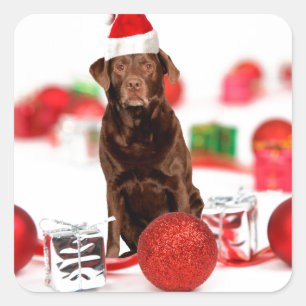 Brown Labrador Dog Christmas w Geschenke Weihnacht Quadratischer Aufkleber