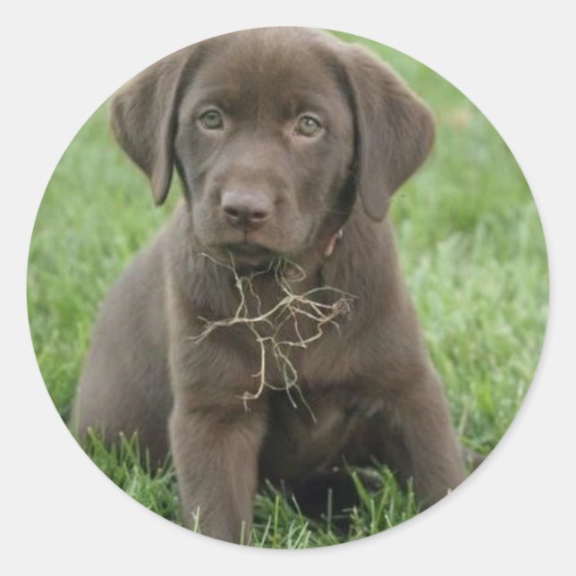 Brown Labrador Puppy Stickers (Vorderseite)