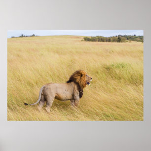 BROWN LION ON ON GRASS FIELD WÄHREND DES TAGES POSTER