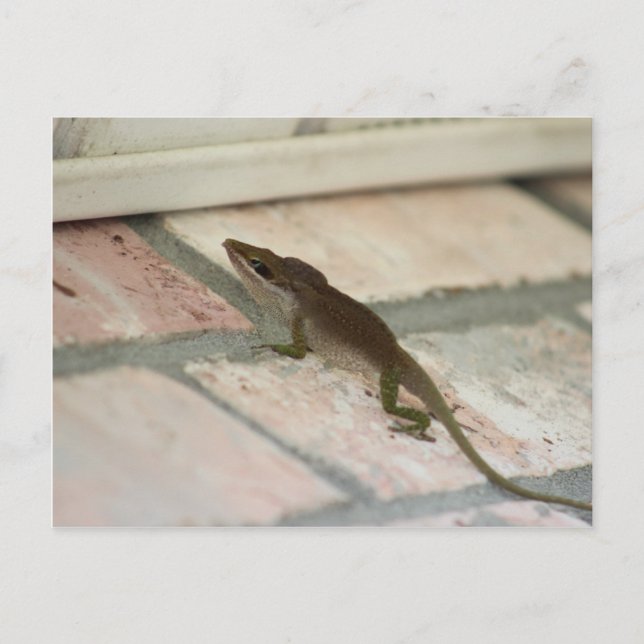 Brown Lizard Postkarte (Vorderseite)