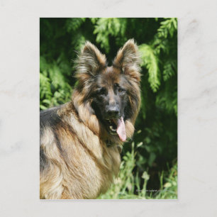 Brown Long Haired German Shepherd 1 Postkarte