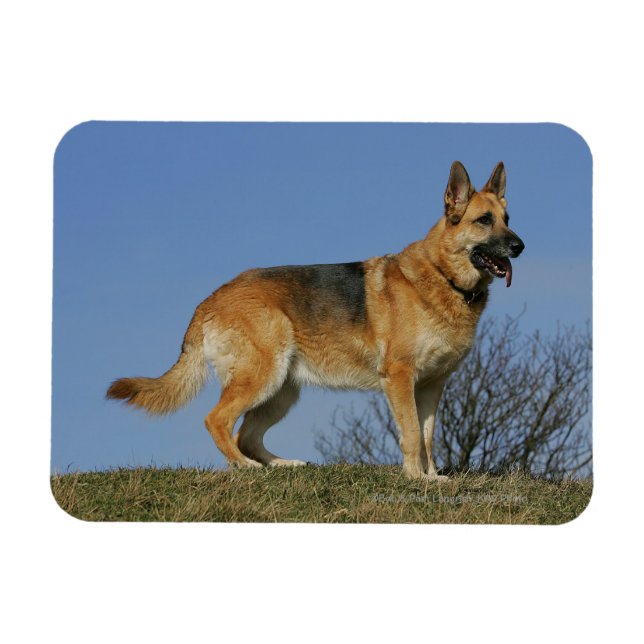 Brown Long Haired German Shepherd 2 Magnet (Horizontal)
