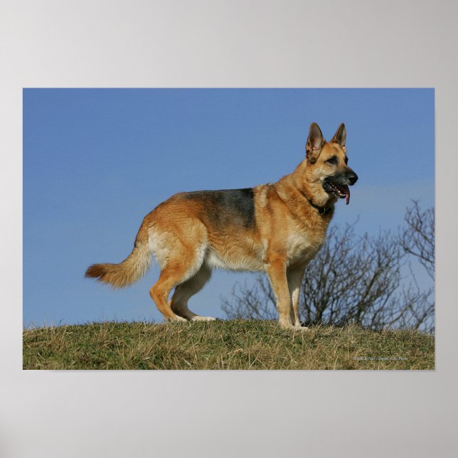 Brown Long Haired German Shepherd 2 Poster (Vorne)