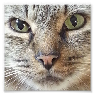 Brown Longhair Tabby Cat Fotodruck