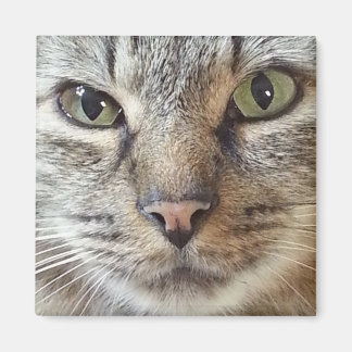 Brown Longhair Tabby Cat Magnet