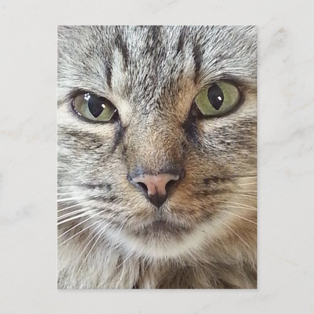 Brown Longhair Tabby Cat Postkarte (Vorderseite)