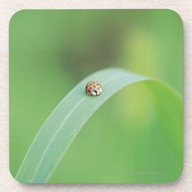 Brown-Marienkäfer Untersetzer (Vorderseite)