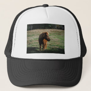 Brown Miniature Horses Truckerkappe