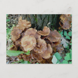 Brown Mushroom Colony Postcard Postkarte