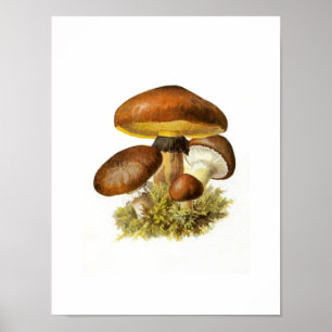 Brown Mushroom Print Poster