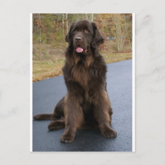 Brown Newfie Postkarte