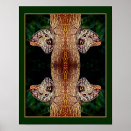 Brown Owl Butterfly Nah Natur Abstrakt Poster