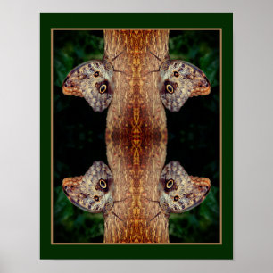 Brown Owl Butterfly Nah Natur Abstrakt Poster