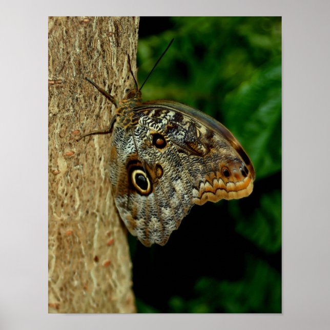 Brown Owl Butterfly Nature Art Poster (Vorne)