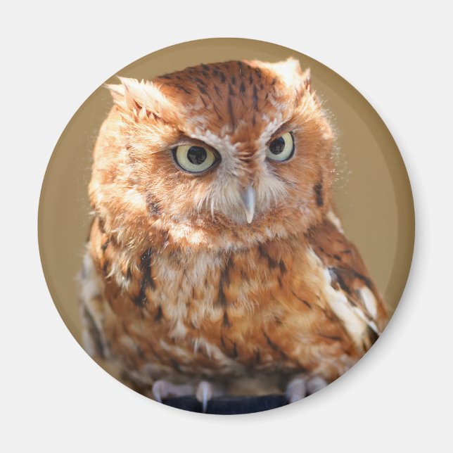 Brown Owl Magnet (Vorne)