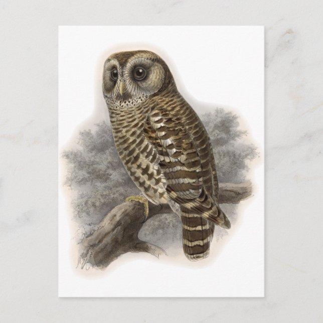 Brown Owl Postkarte (Vorderseite)