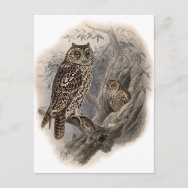 Brown Owl Postkarte (Vorderseite)