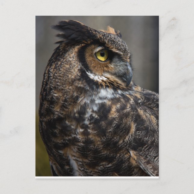 Brown Owl Postkarte (Vorderseite)