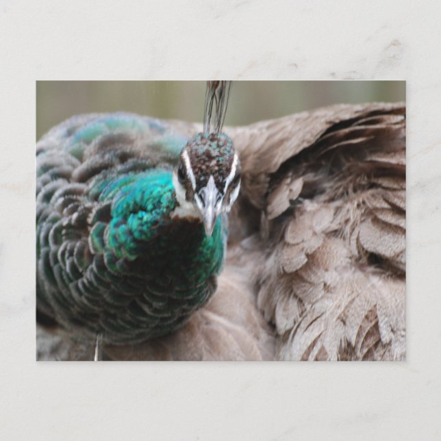 Brown Peacock Postcard Postkarte (Vorderseite)