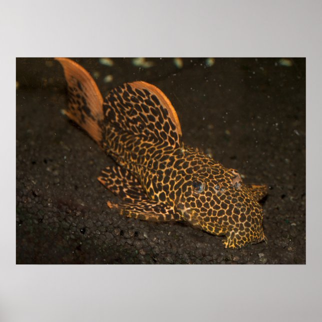 Brown Peckoltia Compta Poster (Vorne)