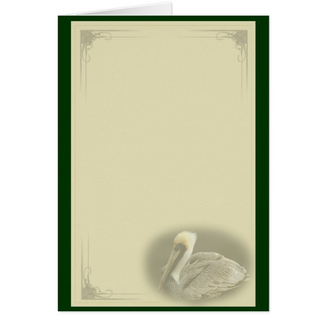 Brown Pelican (Vorne)