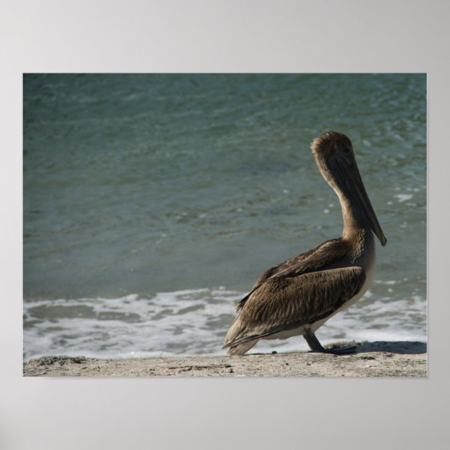 Brown Pelican auf dem Beach Foto Poster (Vorne)