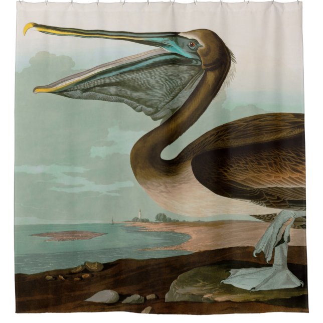 Brown Pelican Birds America Audubon Print Duschvorhang (Vorderseite)