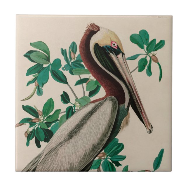 Brown Pelican Birds America Audubon Print Fliese (Vorderseite)