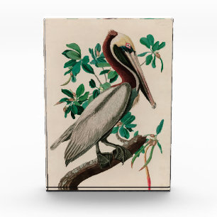 Brown Pelican Birds America Audubon Print Fotoblock