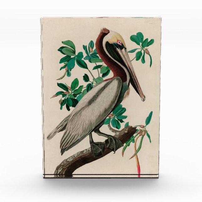 Brown Pelican Birds America Audubon Print Fotoblock (Vorderseite)