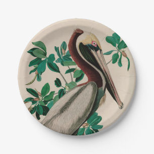 Brown Pelican Birds America Audubon Print Pappteller