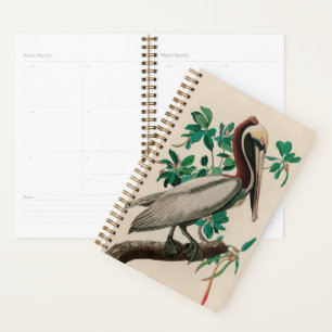 Brown Pelican Birds America Audubon Print Planer